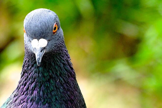 Pigeon